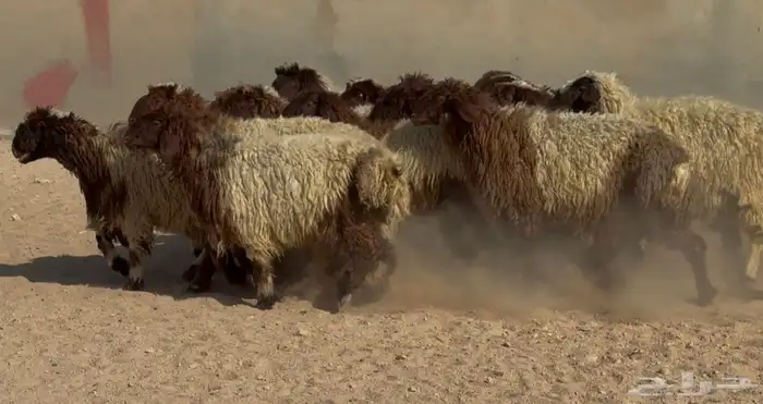 جذعات نعيم دبس طيبه العدد 19 البيع 1350 6