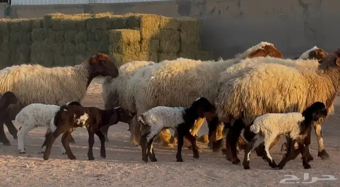 غنم نعيم دبس متابيع طيبه العدد 8 معها 8 البيع 2100 5
