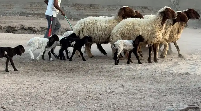 غنم نعيم دبس متابيع طيبه العدد 8 معها 8 البيع 2100 7