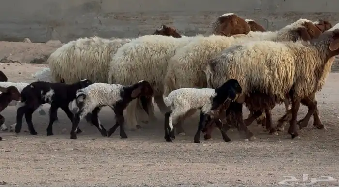 غنم نعيم دبس متابيع طيبه العدد 8 معها 8 البيع 2100 6