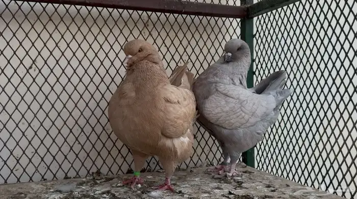 السلام عليكم 1