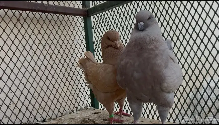 السلام عليكم 0