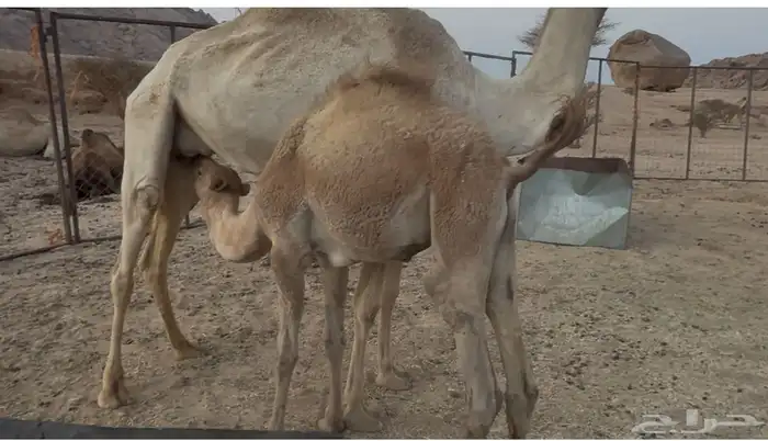 بكره وقعود لباني 1