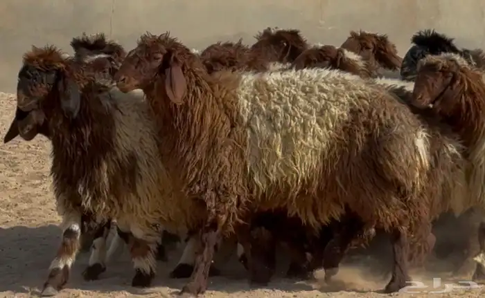 جذعات نعيم دبس طيبه العدد 19 البيع 1350 2