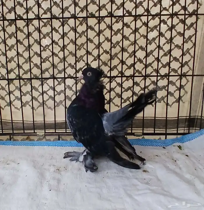 حمام كرنقو الاسكا 1