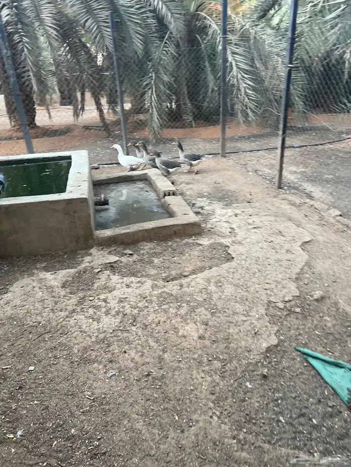 الخرج العفجه 0