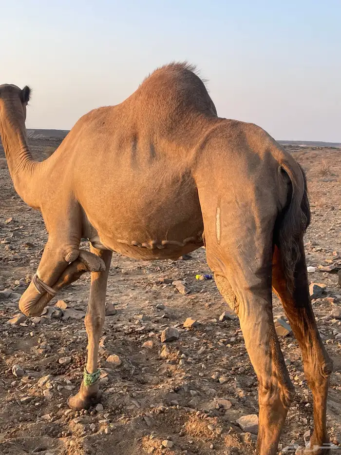 ملاقي للبيع 0