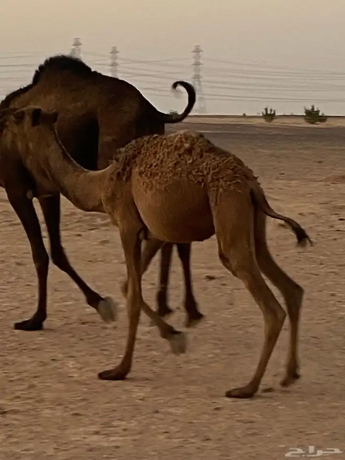 حشي لا بيع تره سميان 0