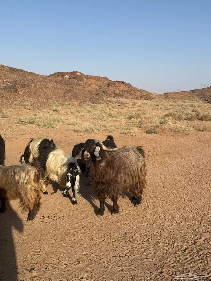 تيس فحل حار شرط القريع 5