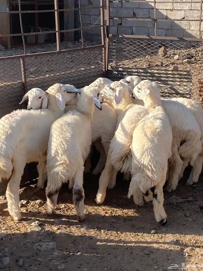 السويرقية 0