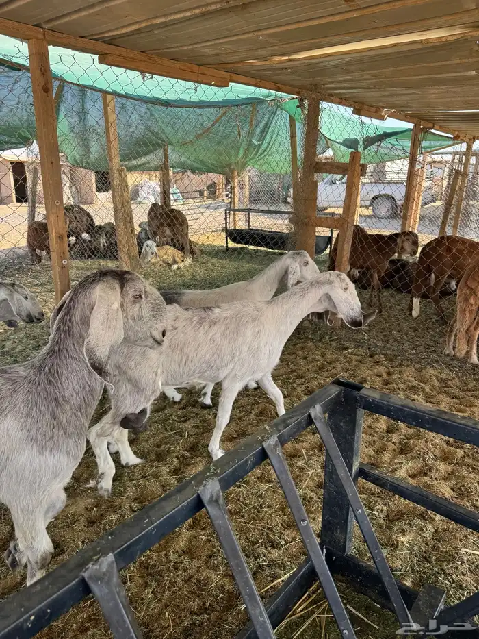 معزا مشاريك طيبه 2