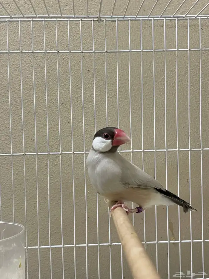 ذكر جاوا طفرة 2