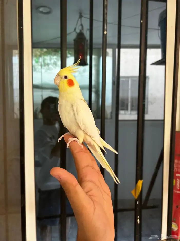 ذكر كروان لاتينو اليف و متكلم على اليد 0