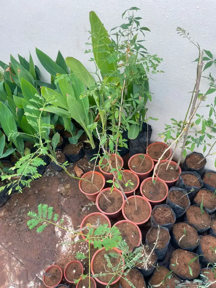 جميع الشتلات المعروضه ب 3 ريال بس العرض لنفاذ الكميه 12