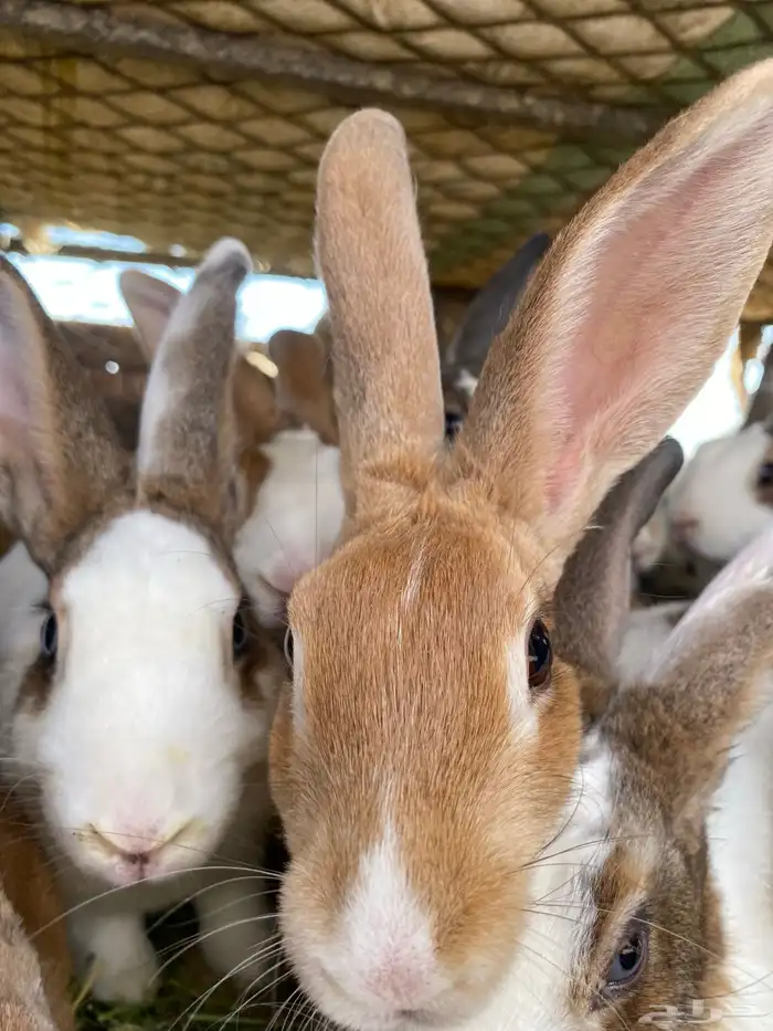 أرانب للبيع 0