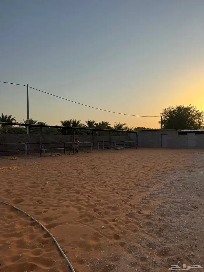 مربط الرهوان المزاحمية(الخرارة) 5