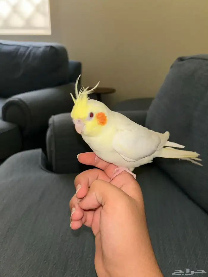 كروان اليف عيون حمر 1