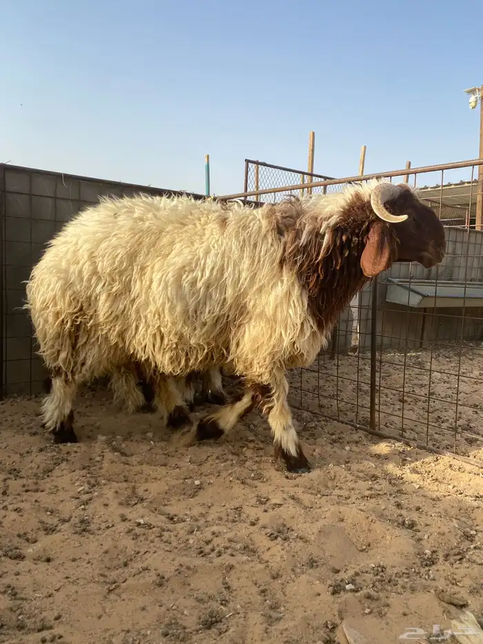 ذبايح طيبة نعيم 1