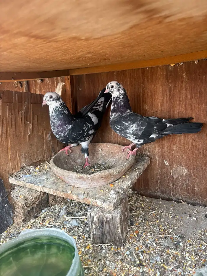 حمام قطيفي 0