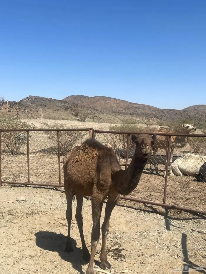 قعود للبيع عمرة ستة شهور 2