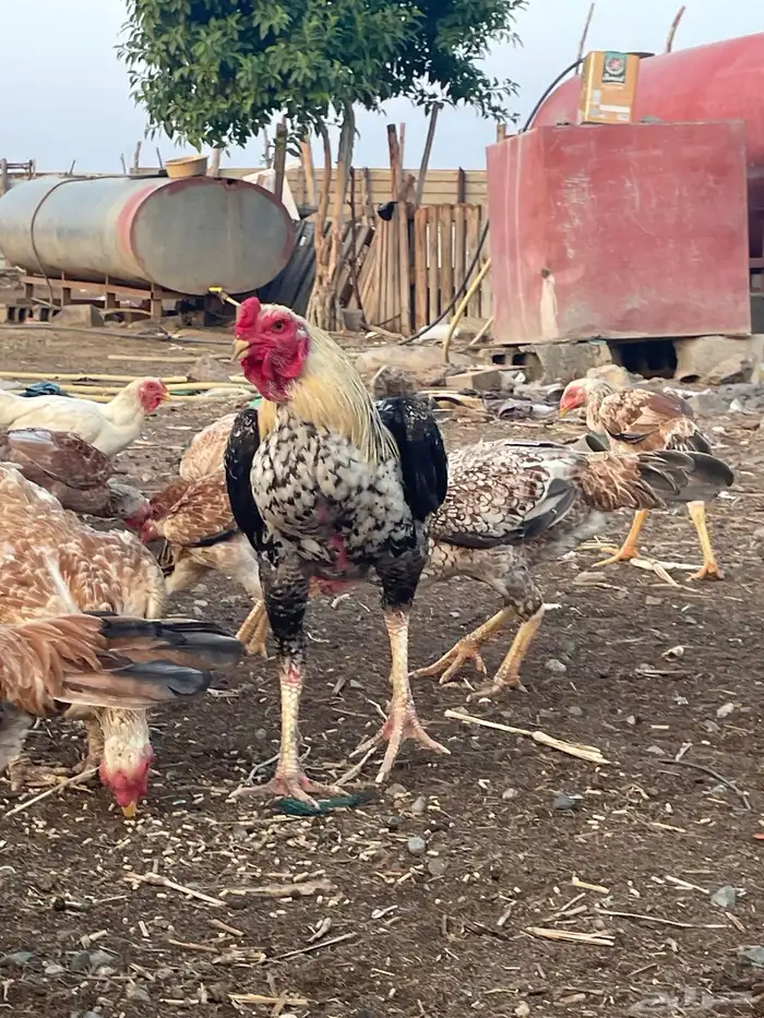 دجاج فارسي مع باكستاني 3