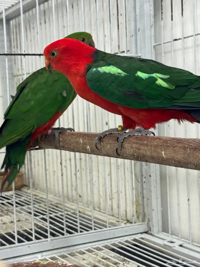 زوج كينق باروت بالغ وجاهز للانتاج 3