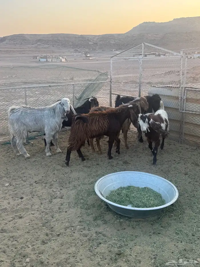سبعه تيوس 4