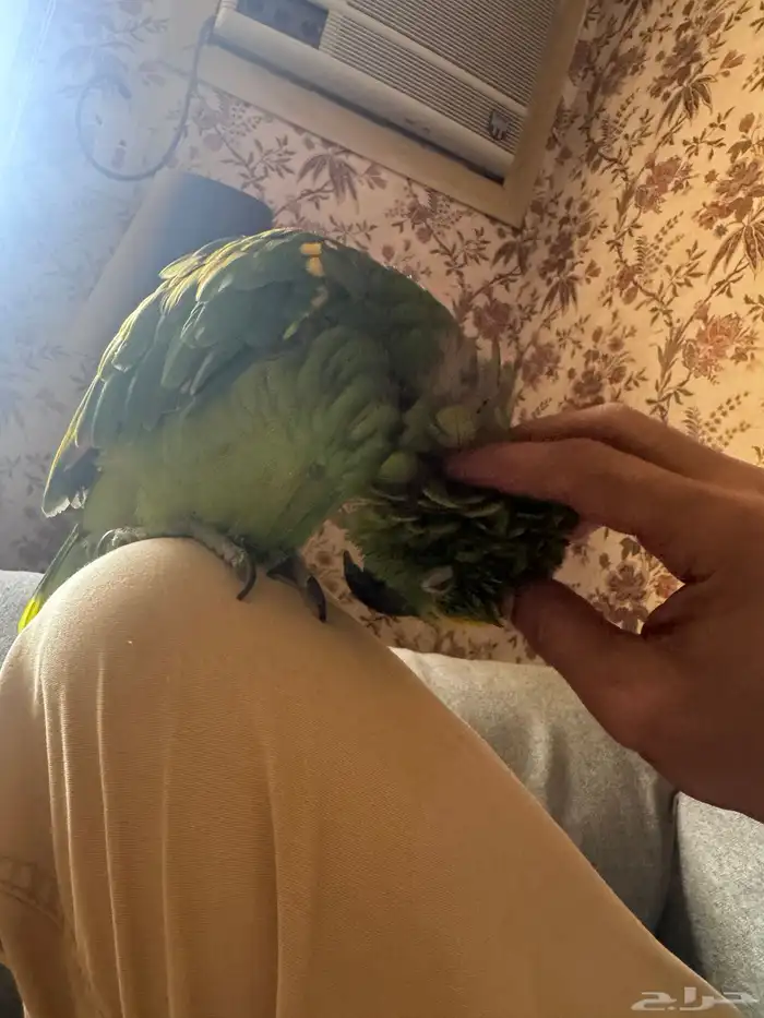 بغباء امازوني بلوفرنتد 6