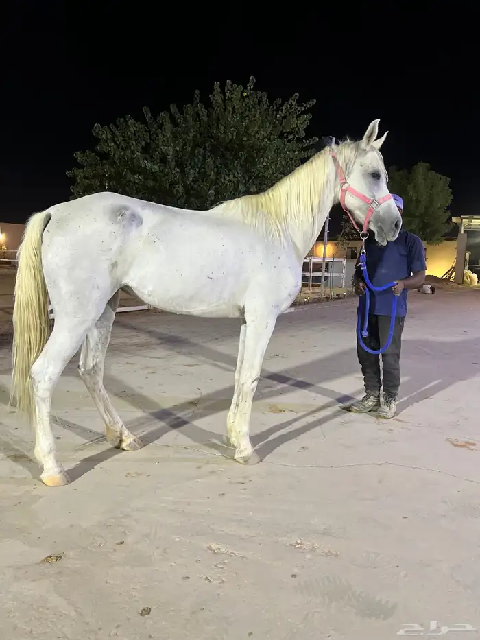 فرس شعبيه للبيع 0