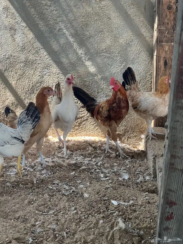 دجاج بلدي بشاير عمر 6 شهور 1
