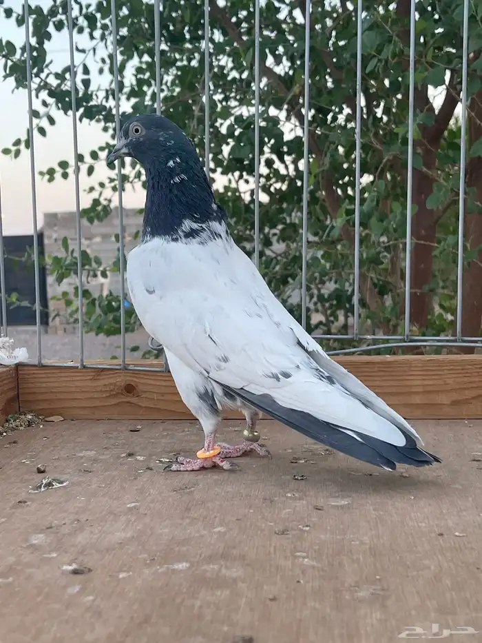 للبيع زوج تيدي سخي 3