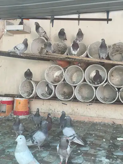 حمام فرنسي سيلفر index