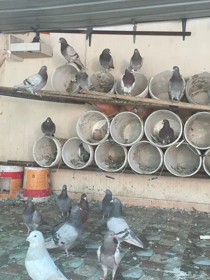 حمام فرنسي سيلفر 2