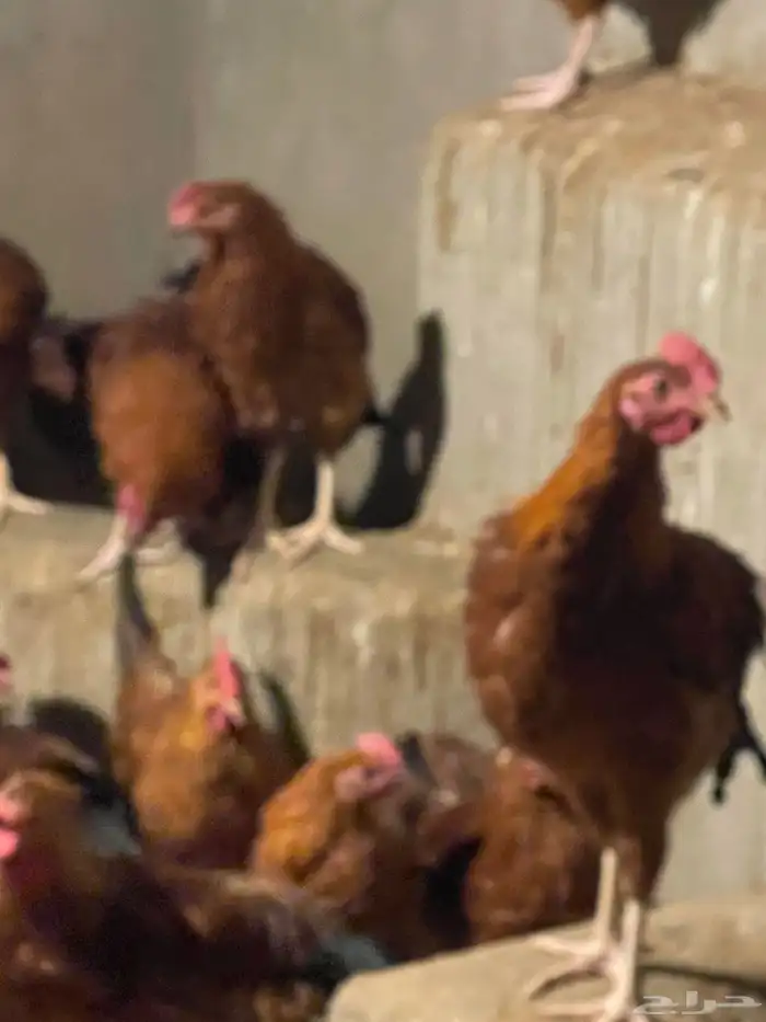 للبيع ديكه فرنسيه العمر 3 اشهر الصحة شرط شرط 1