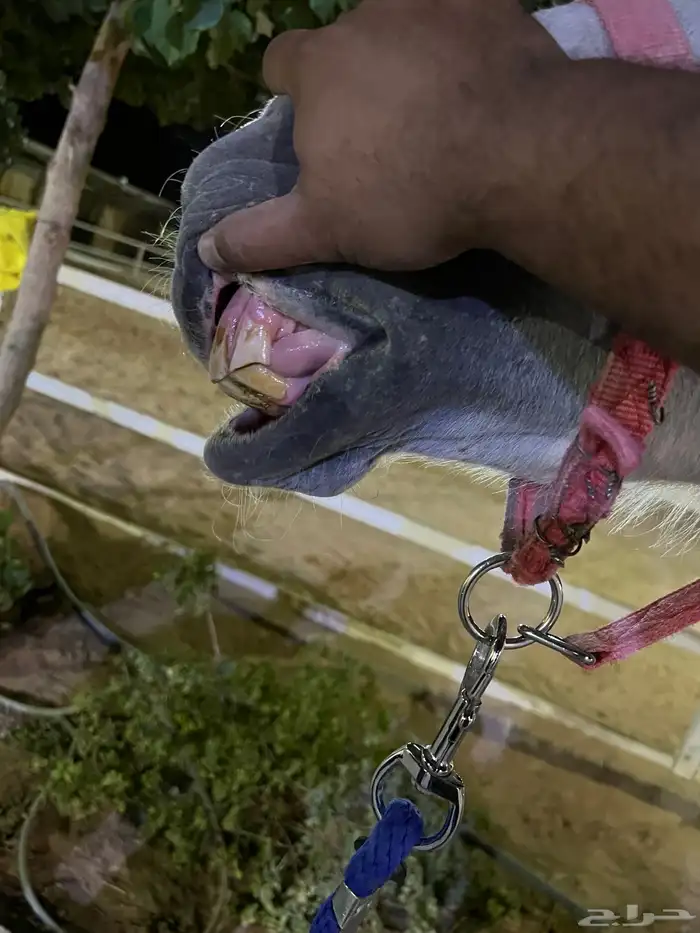 فرس شعبيه للبيع 4