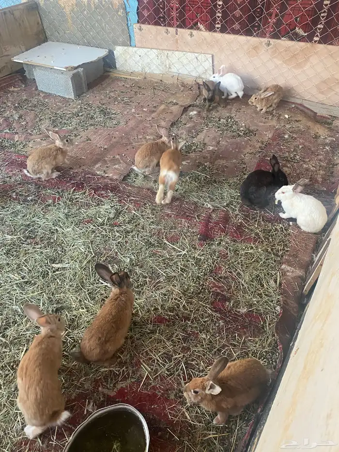 أرنب   البيع انثي وذكور 1