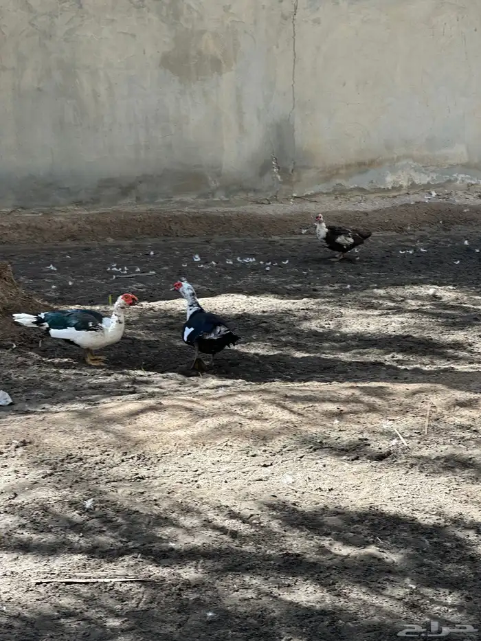 للبيع   بط مصري أصيل وجاهز للإنتاج 1