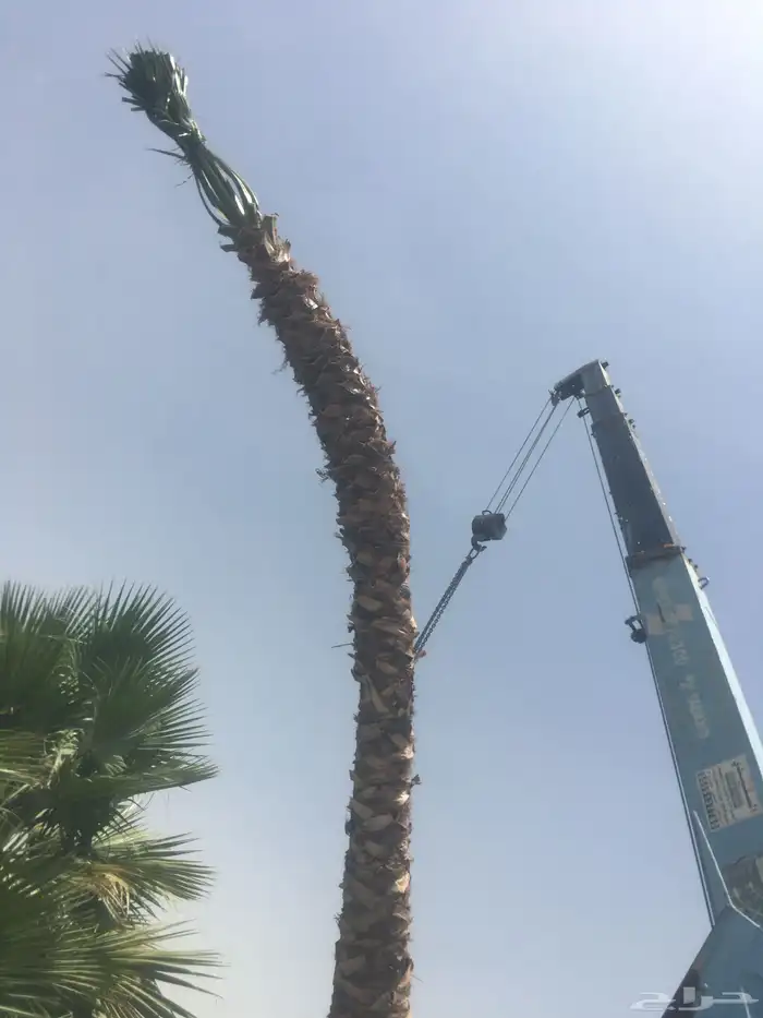 نخيل واشنطني زينه 8