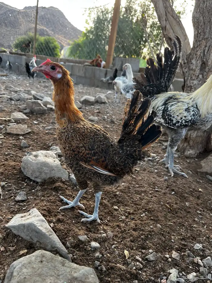 بيع دجاج جمله او تفريد 6