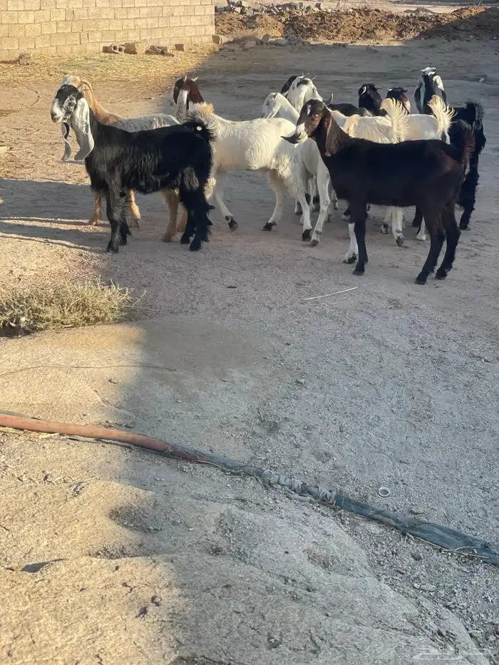 عنقان معزا 4