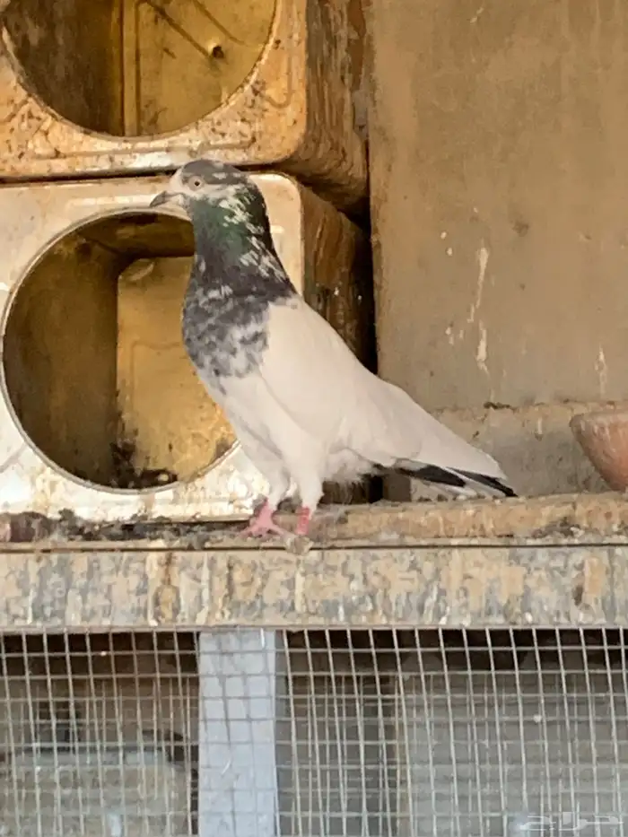 حمام باكستاني البيع مستعجل 1