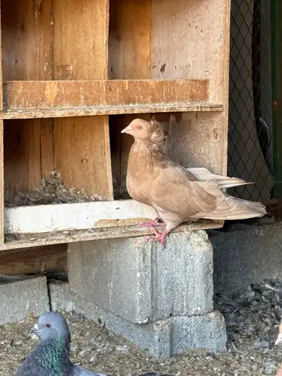 للبيع مجموعة حمام زينة index