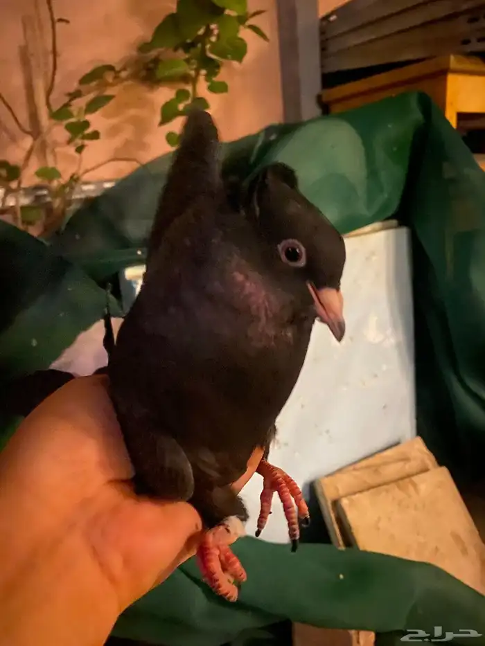 طبه قطيفي للبيع 0