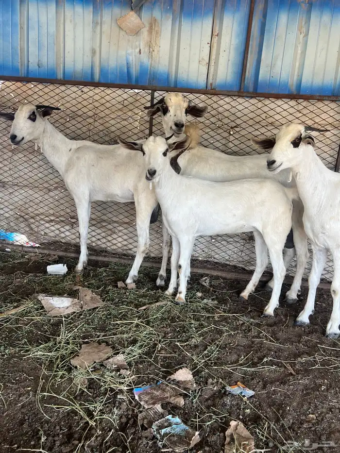 4 ماعز بيشي ماشاءالله تبارك الله فاخر 1