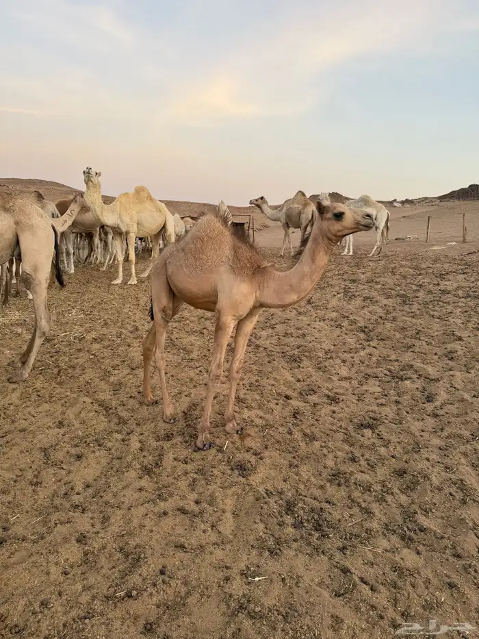 للبيع ناقه مهجنه اناقه طيبه بالحليب والبيع 25000وصوره لصامل 2