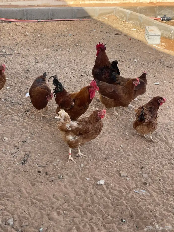 دجاج لوهمان 0