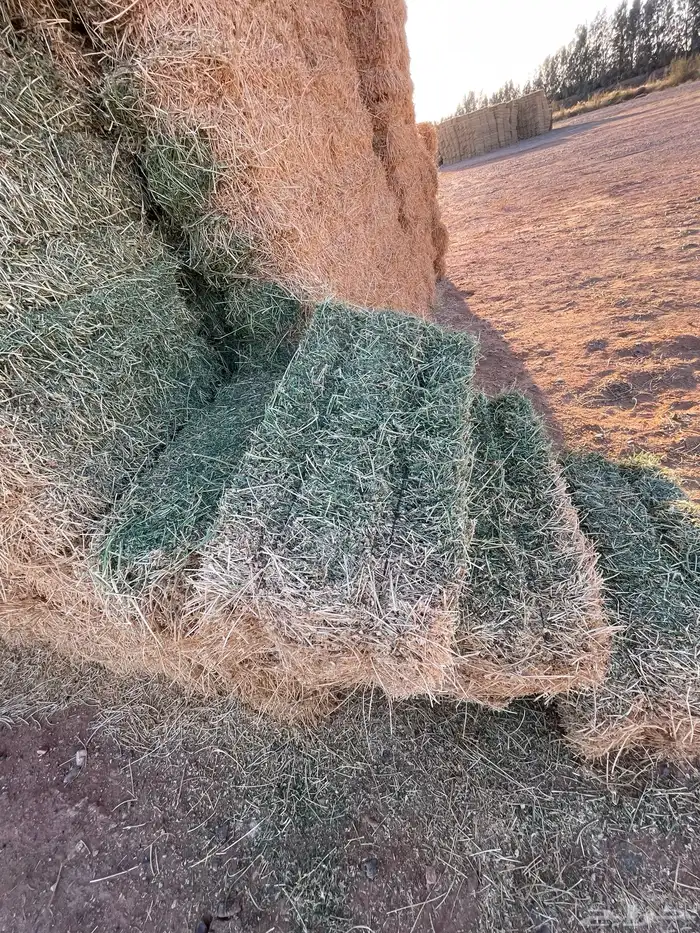 برسيم شركات الجوف بسيطا 16