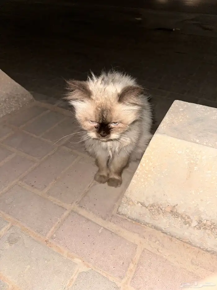 قط مفقود بالمحمديه 0