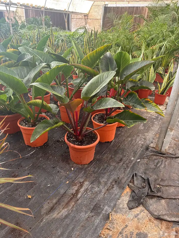 نباتات وأشجار طبيعي 4