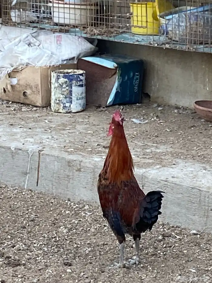 للبيع ديوك فيومي 0